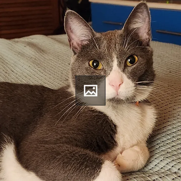 Gray Cat Resting on Bed