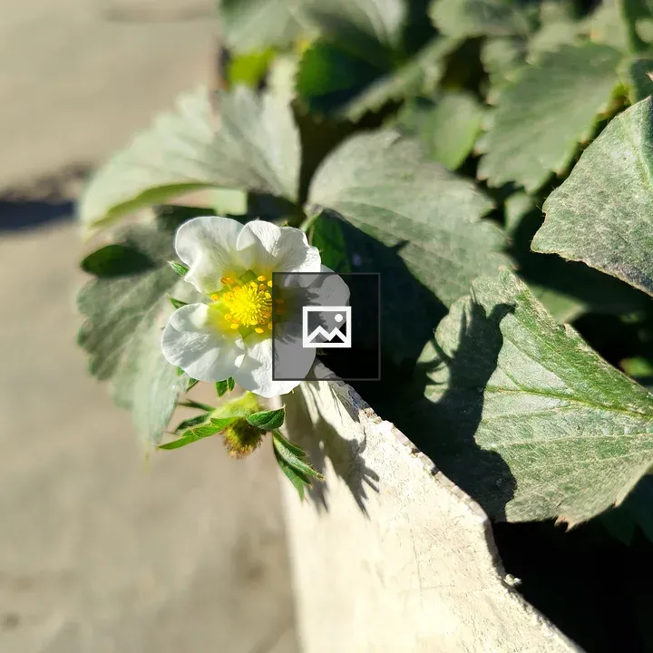 White Flower in Grey Planter