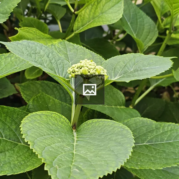 Hydrangea buds and leaves