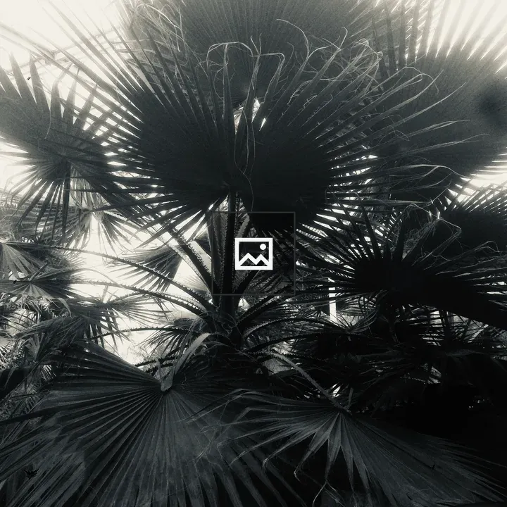 Palm Leaves Against Sky