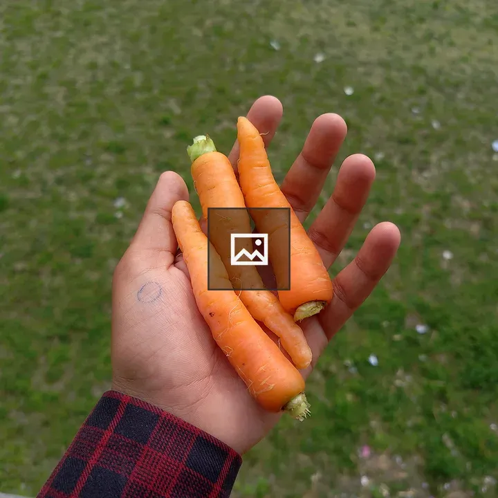 Hand with three orange carrots