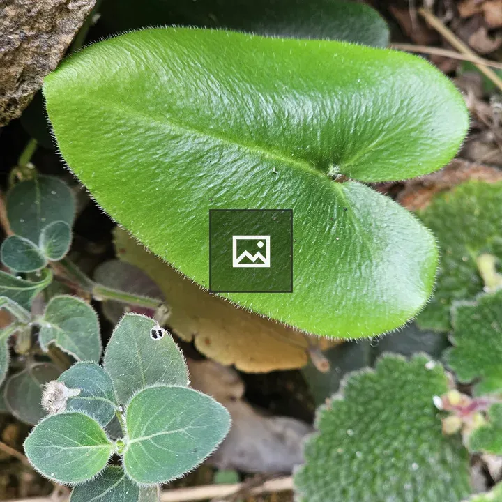 Heart-shaped green leaf close-up