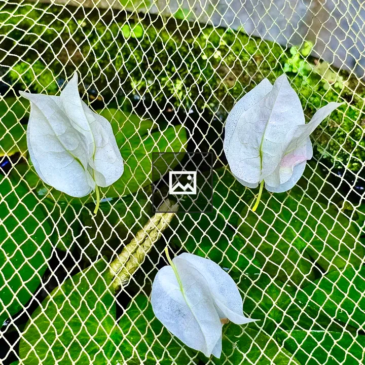 Fallen Bougainvillea Flowers in Net
