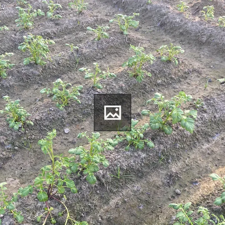 Potato Plants in Row Field