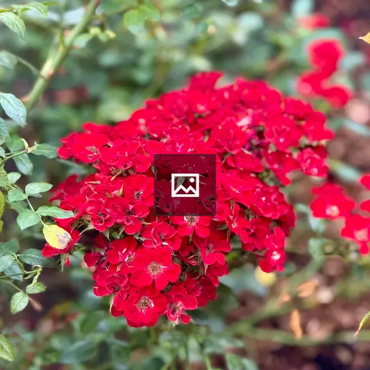 Deep red rose cluster