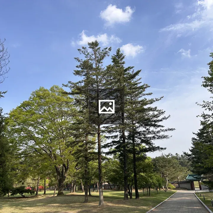 Park Pathway Through Trees