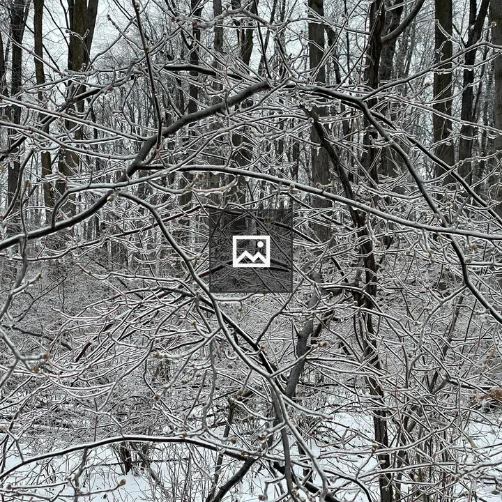 Frozen branches in ice