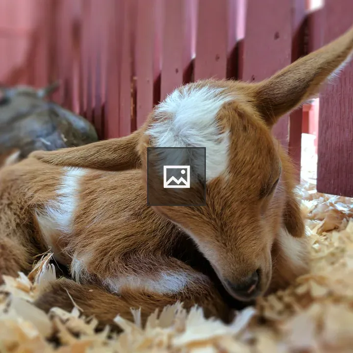 Baby goat in Beacon Hill Park