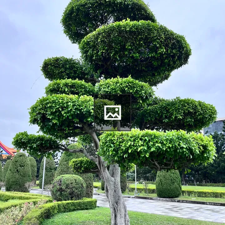 Topiary Tree in Garden