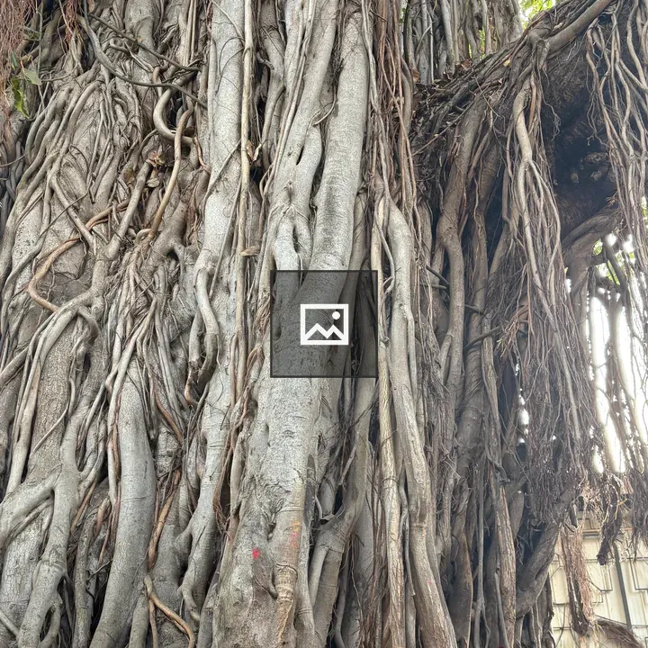 Banyan tree with intertwined roots