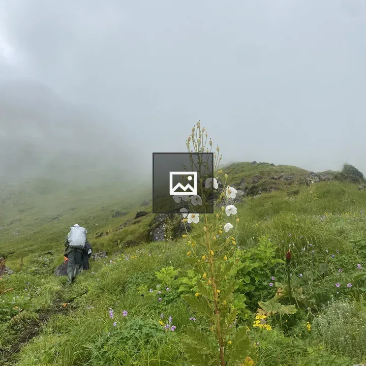 Mist-covered hillside with wildflowers and hiker