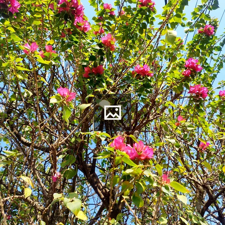 Bougainvillea Bush in Bloom