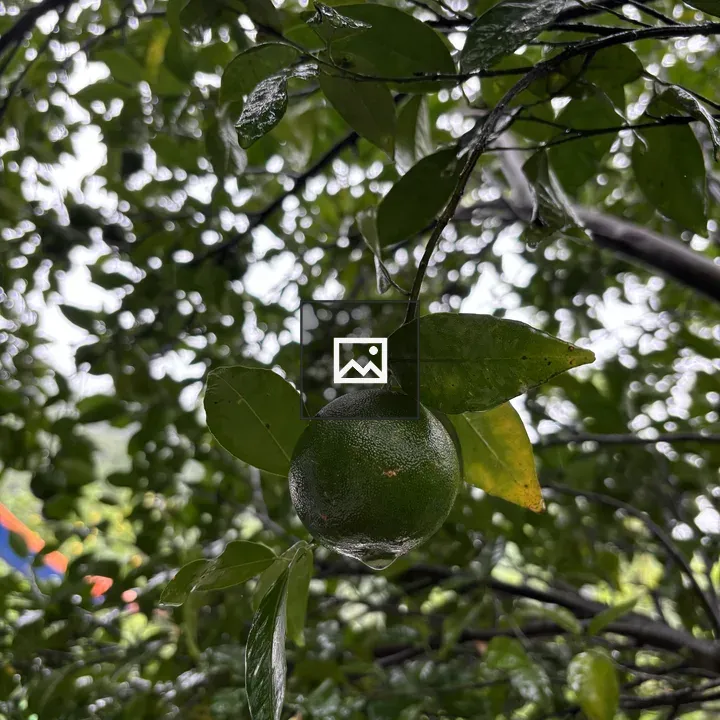 Green orange fruit close-up