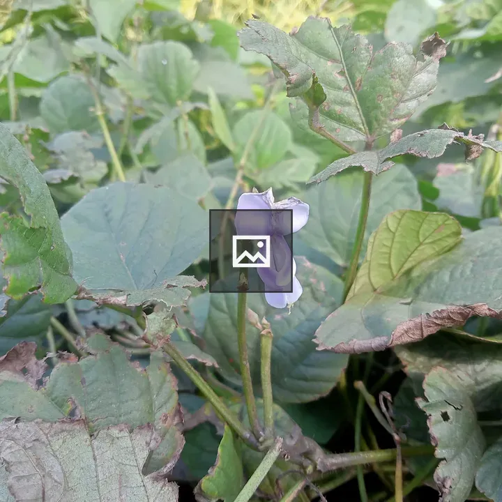 Violet Flower with Green Foliage