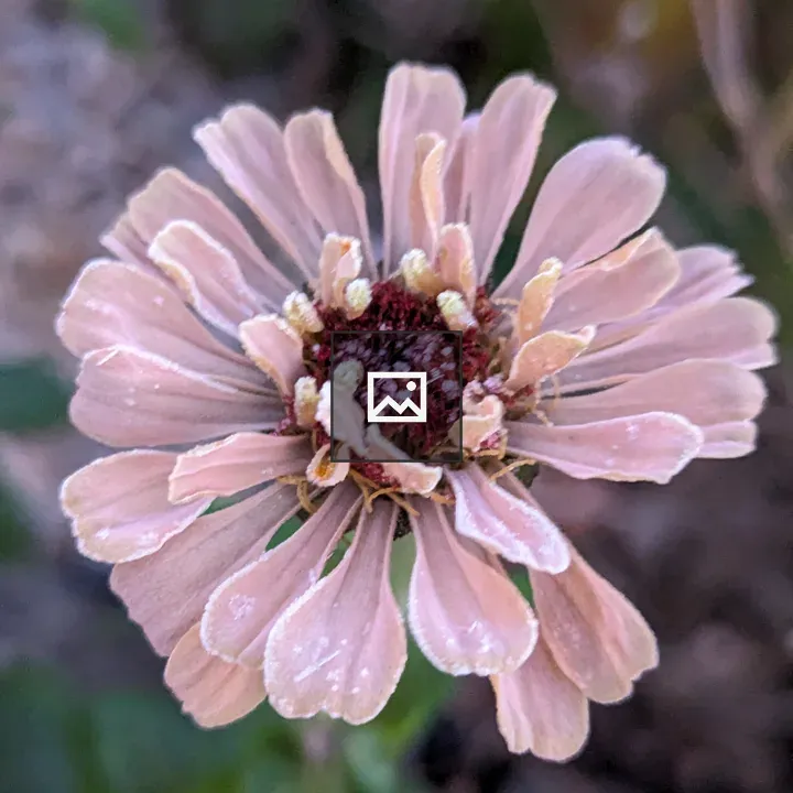 Frozen pink zinnia