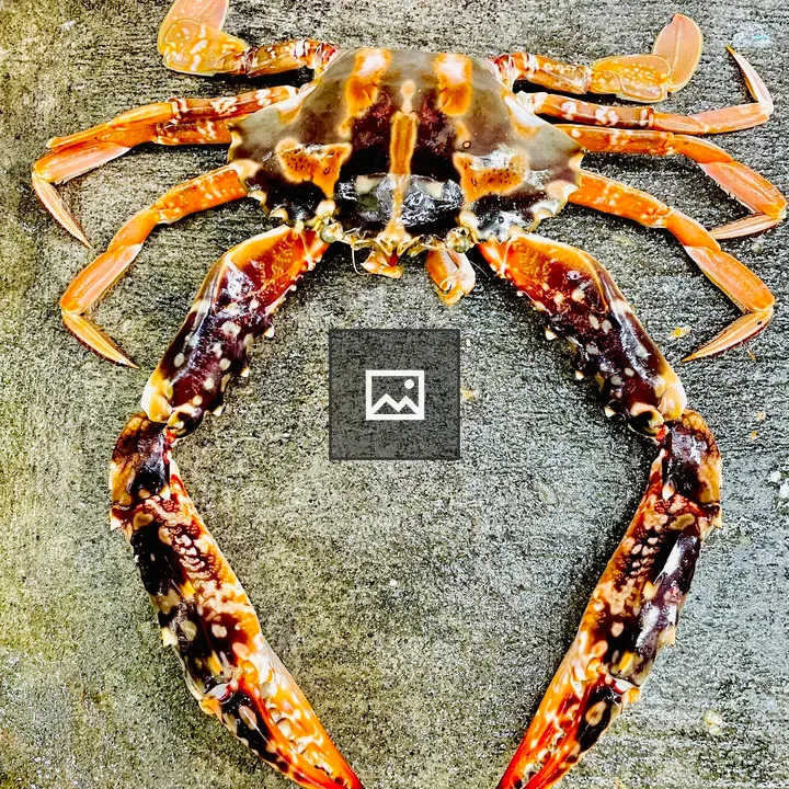Sea crab