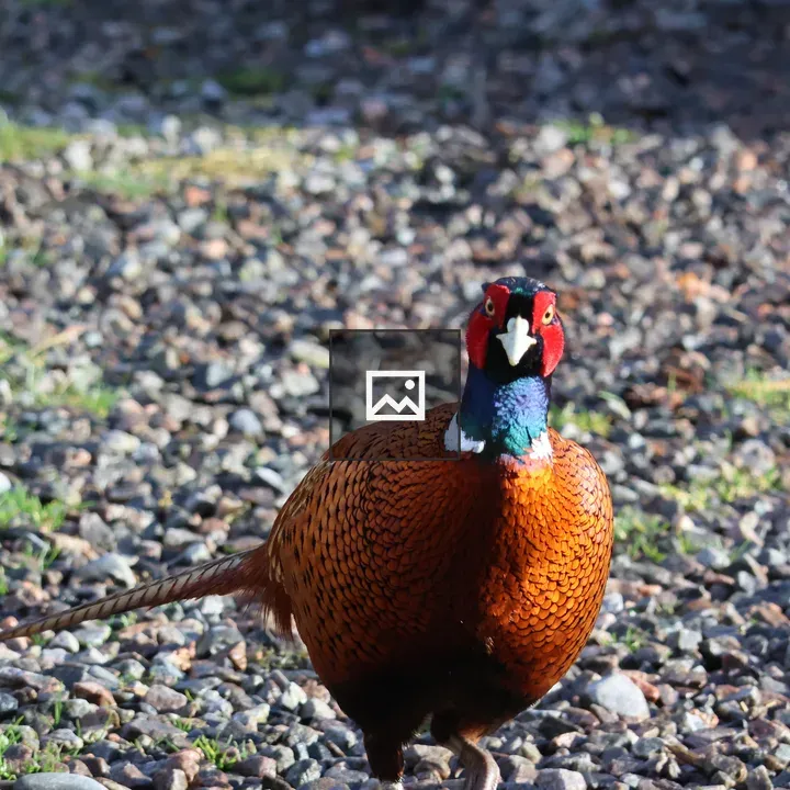 Male pheasant in Scottish Highlands