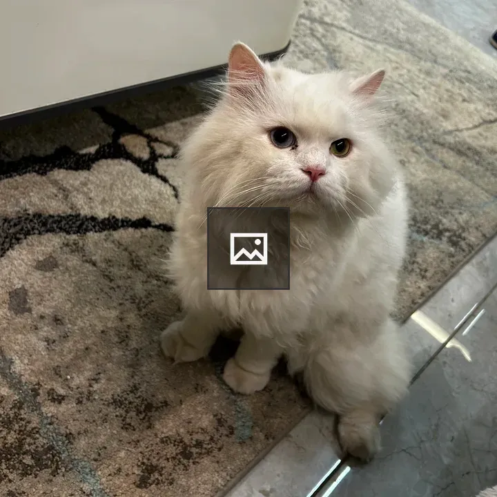 White fluffy cat on tiled floor