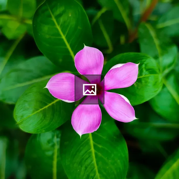 Pink petal close-up bloom