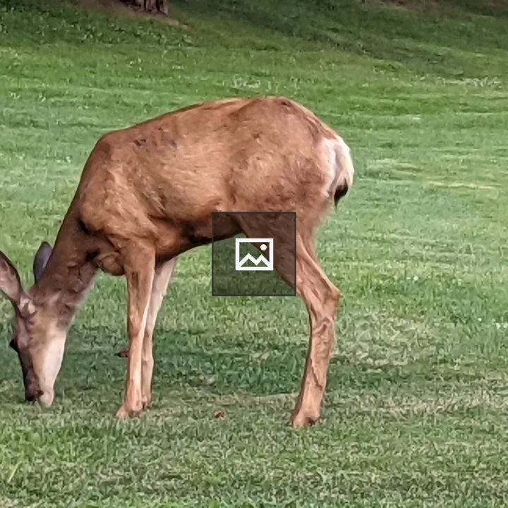 Wild deer in Kamloops park