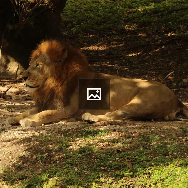 Lion Resting Under a Tree