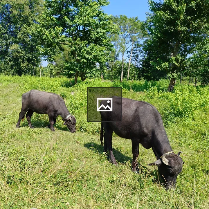 Two black buffalo grazing