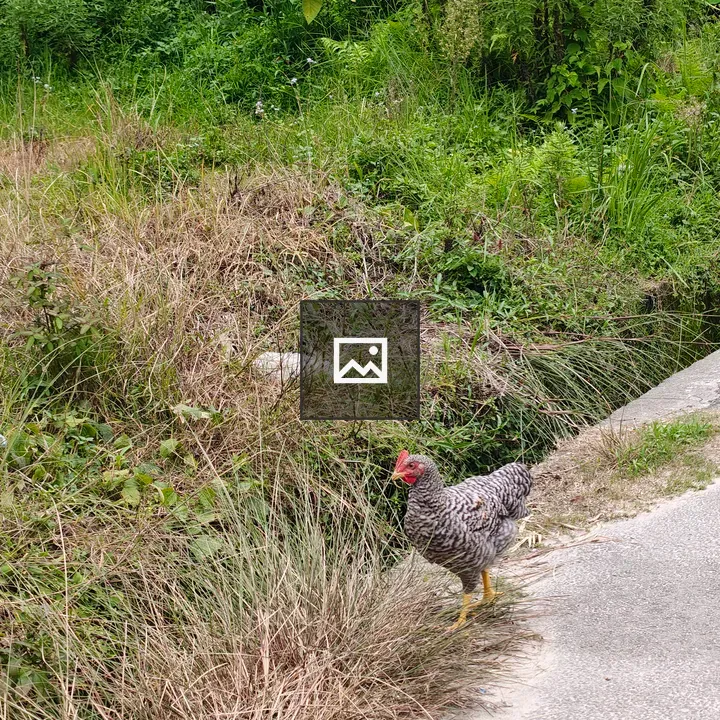 Striped hen near grass and path