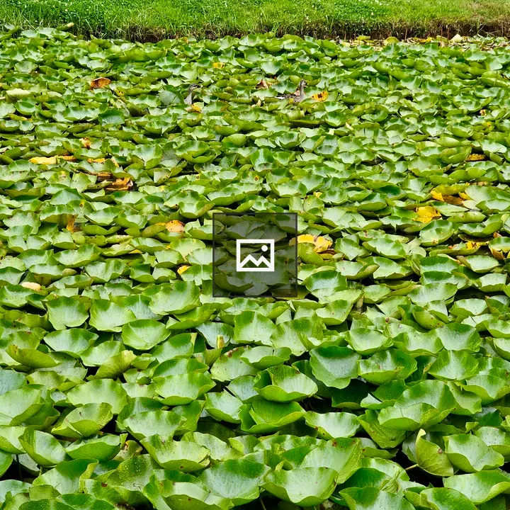 Lily pads on water surface