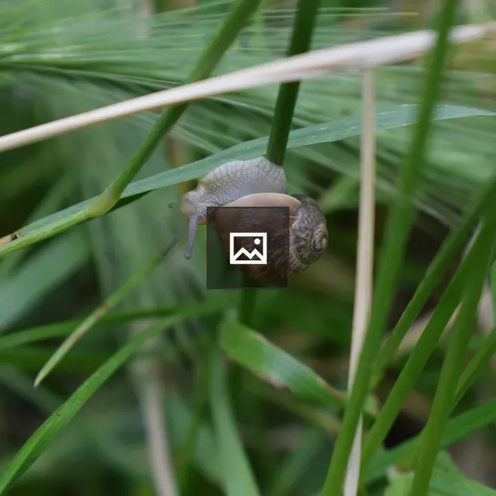 Snail on a Grass Stem