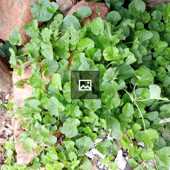 Green Leaves by Wooden Post