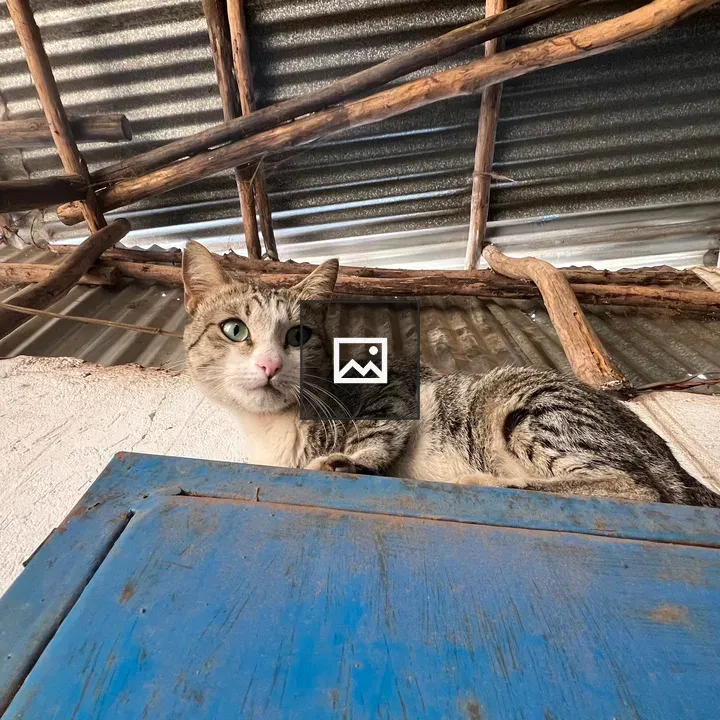 Cat on metal box