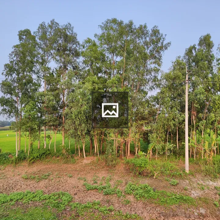 Row of tall green trees