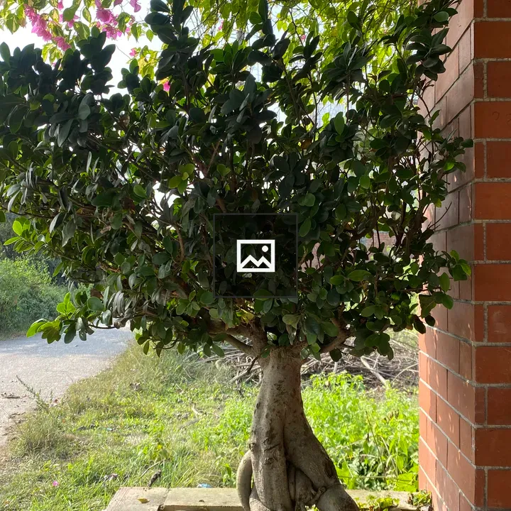 Bonsai Tree in Stone Planter