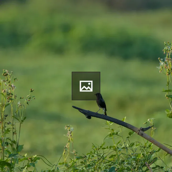 Pied Bushchat on a fallen stick