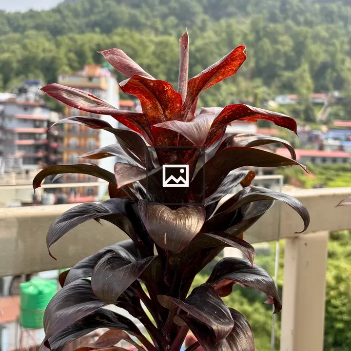 Close-up of red leafy plant