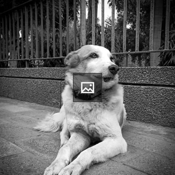 Dog on the sidewalk