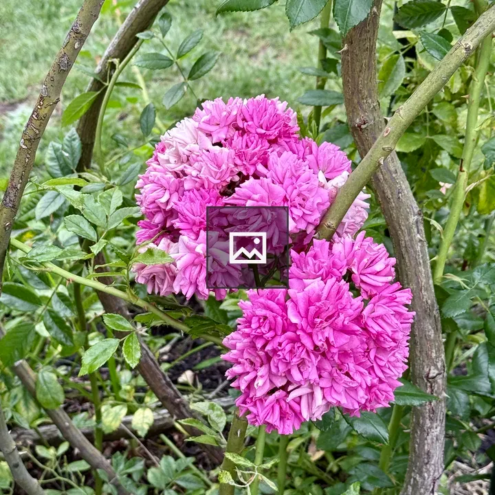 Bright pink pom-pom roses