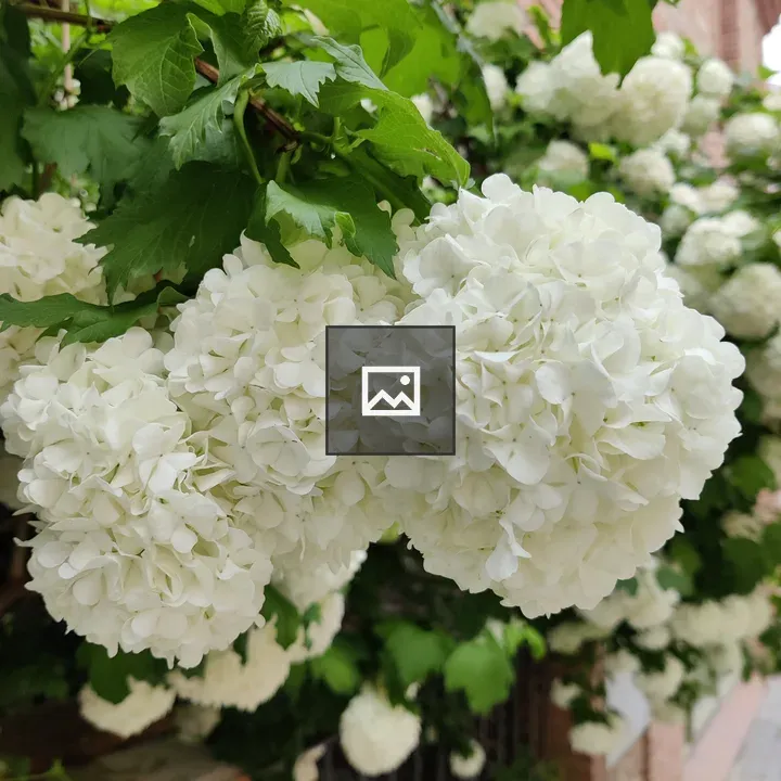White Hydrangea