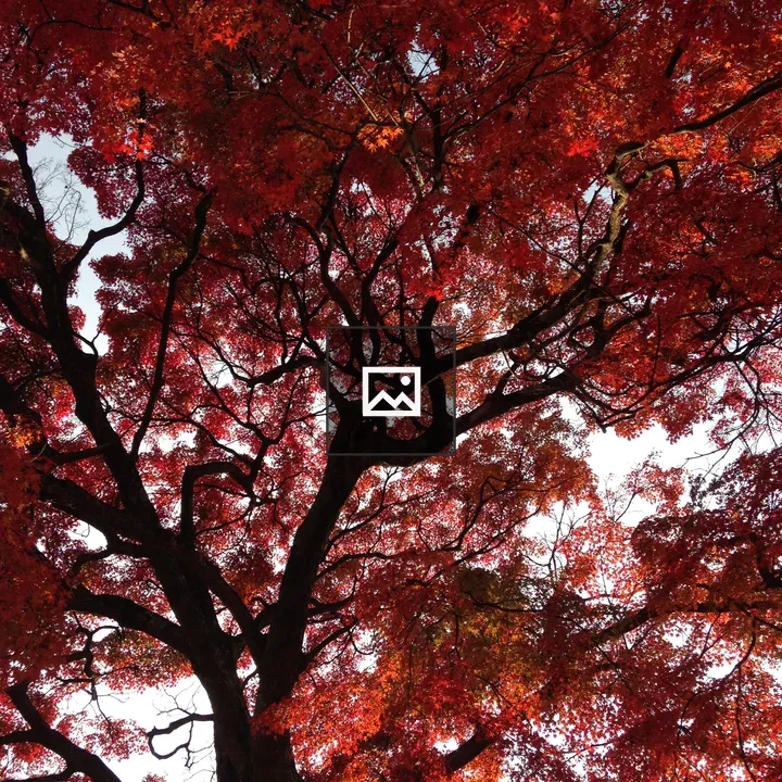 Maple Tree in Portrait