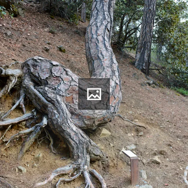 Twisted pine trunk in Cyprus