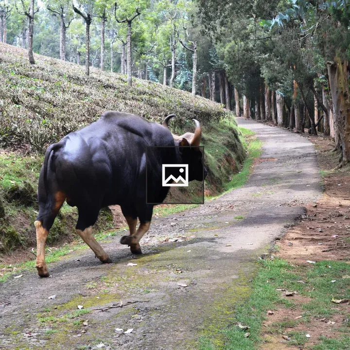 Indian bison in landscape