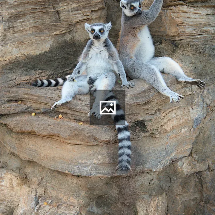 Ring-tailed Lemurs on ledge