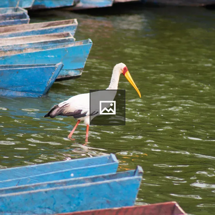 White bird with long yellow beak