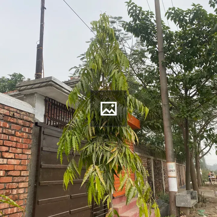 Young tree beside brick wall