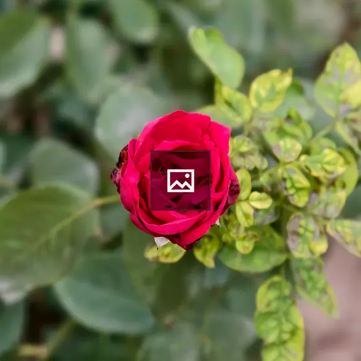 Red Rose in Early Bloom