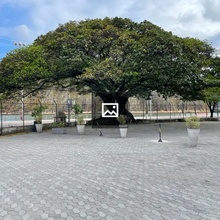 Big tree with ocean backdrop
