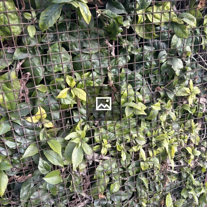 Green climbing plant on rusted grid