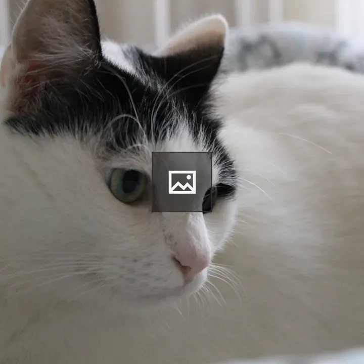 Black and White Cat