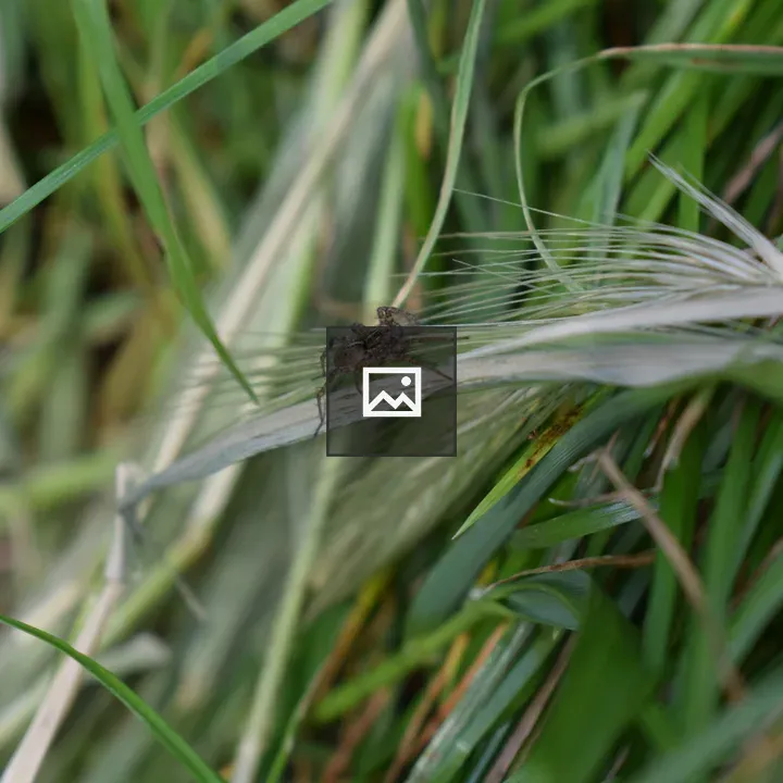 Jumper spider on grass