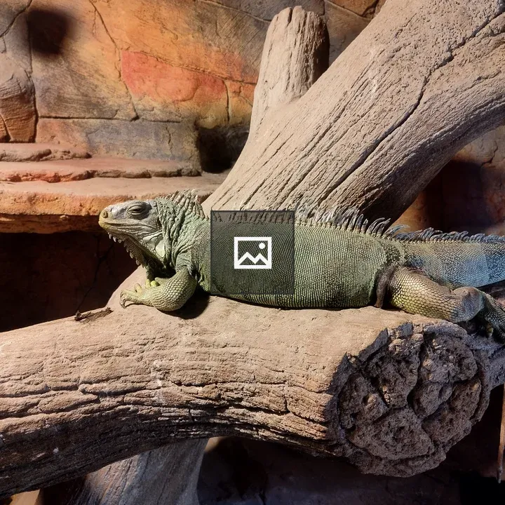 Green iguana at pet station